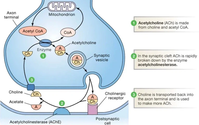 Mechanism Of Action of Nitenpyram Mechanism Of Action of Nitenpyram
