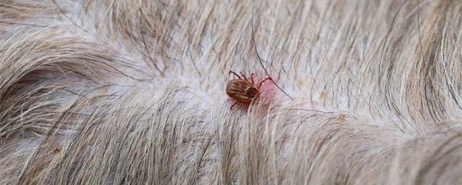 Function of Nitenpyram Function of Nitenpyram