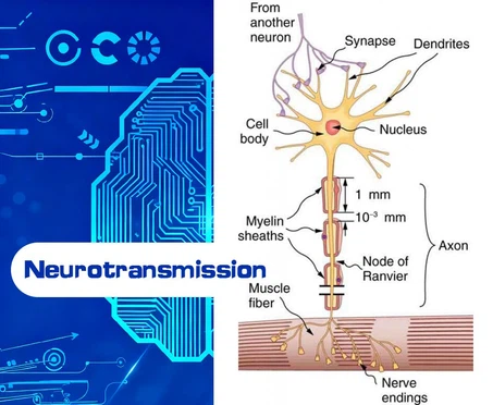 What is the use of Calcium Hopantenate What is the use of Calcium Hopantenate